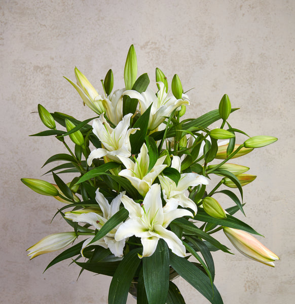 Bunch of stunning scent of white lilies is one of the most popular gifts for many occasions. Bunch contains 5 stems of long white oriental lilies with fresh foliage. We deliver flowers throughout Dublin and Ireland. Please place your order by 1 pm for Same Day Flower Delivery Dublin or Next Day Flowers Delivery Ireland